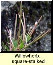 willowherb,square-stalked