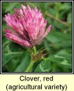 clover,red,agricultural variety