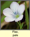 flax,pale (Lon beag)