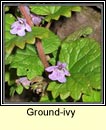 ground ivy (athair lusa)
