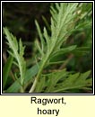 ragwort,hoary (Buachaln liath)