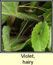 violet,hairy (Sailchuach ghiobach)