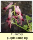 fumitory,purple ramping (Camn searraigh corcra)