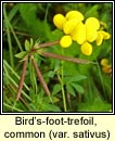bird-foot-trefoil,common var