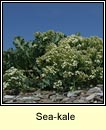 sea-kale (Praiseach thr)