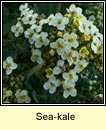 sea-kale (Praiseach thr)