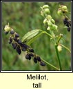 melilot,tall (Cribn cait mr)