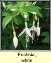 fuchsia,white