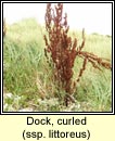 dock,curled ssp littoreus
