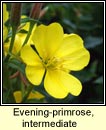 evening-primrose, common x large-flowered