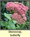 stonecrop,butterfly
