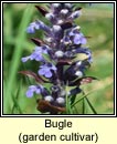bugle, garden cultivar