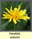 hawkbit,autumn (crg phortin