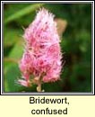 bridewort,confused