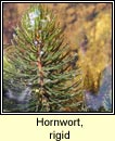 hornwort,rigid (Cornlach)