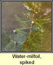 Water-milfoil,spiked (Lonnach)