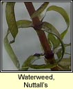 Waterweed,Nuttalls (Tm uisce chaol)