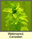 Waterweed,Canadian (Tm uisce)