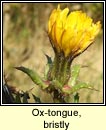 ox-tongue,bristly (Teanga bh gharbh)