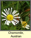 chamomile,Austrian