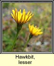 hawkbit,lesser (crg phortin bheag)