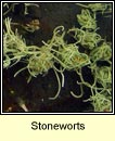 stonewort (Luibheolaocht)