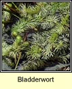 bladderwort,intermediate (Lus borraigh gaelach)