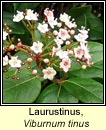 laurustinus