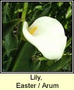 Lily, Easter