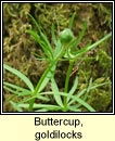 Buttercup, goldilocks (Gruaig Mhuire)