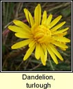 Dandelion, turlough