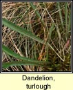 Dandelion, turlough