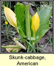 Skunk-cabbage, American