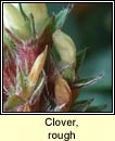 Clover, rough (Seamair strocach)
