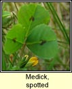 Medick, spotted (Meidic bhreac)