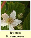 Bramble, Rubus nemorosus