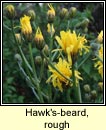 Hawk's-beard, rough (Lus crin garbh)