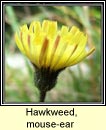 hawkweed,mouse-ear (lus na seabhac)