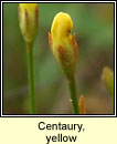 Centaury, yellow (Deagha bu)