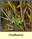 Chaffweed (Falcaire beag)