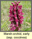 Marsh-orchid early - ssp coccinea