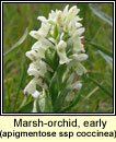 Marsh-orchid, early - ssp coccinea