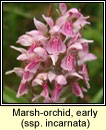Marsh-orchid early - ssp incarnata