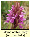 Marsh-orchid, early - ssp pulchella