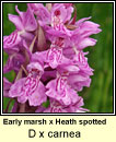 Marsh-orchid, early x heath spotted - D x carnea