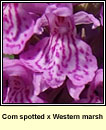 Common spotted x Marsh-orchid, western
