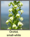 Orchid, small-white (Magairln bn)