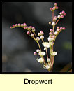 Dropwort (Lus braonach)