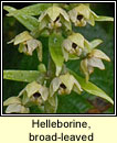 Helleborine, broad-leaved (Ealabairn)