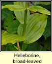 Helleborine, broad-leaved (Ealabairn)